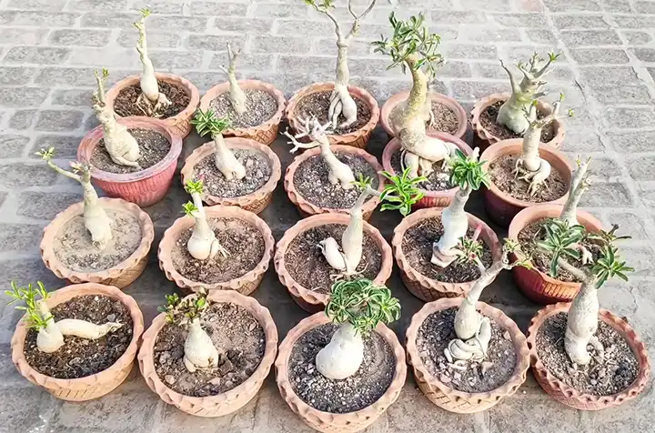 Adenium obesum subsp. socotranum - World of Succulents