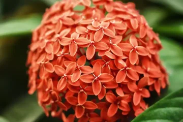 ixora plant