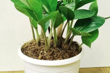 ZZ Plant - All about Grow and Care